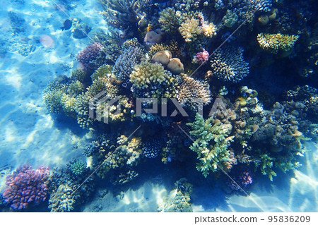 coral reef in Red Sea 95836209