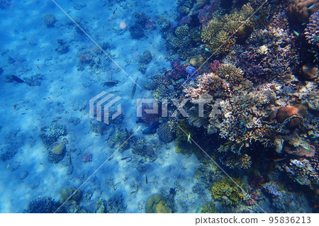 coral reef in Red Sea coral reef in Red Sea 95836213