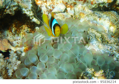 orange clown fish orange clown fish 95836214