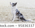 Australian Shepherd. Aussie dog on white sand. Portrait beautiful thoroughbred Shepherd dog outdoors close up. The puppy sits in profile. Training for obedience. No people. Summer day 95836337