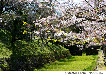 櫻花盛開、綠意盎然的築前小京都“秋月”街景 櫻花盛開、綠意盎然的築前小京都“秋月”街景 95836467