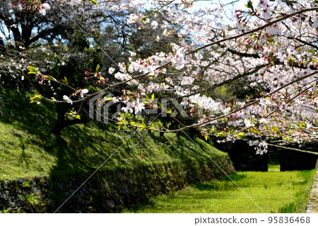 櫻花盛開、綠意盎然的築前小京都“秋月”街景 櫻花盛開、綠意盎然的築前小京都“秋月”街景 95836468
