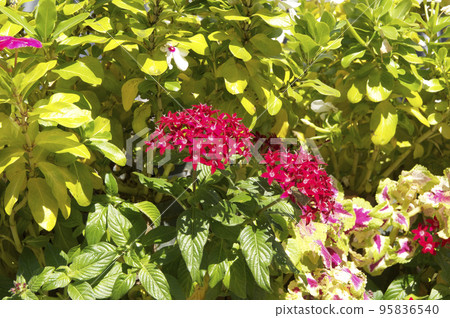 五角大樓鮮花盛開 95836540