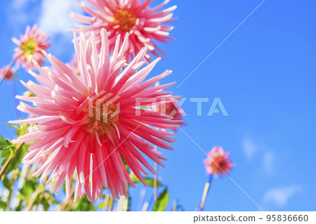 瑪米山公園達莉亞花園盛開 95836660