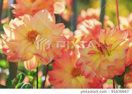 瑪米山公園達莉亞花園盛開 瑪米山公園達莉亞花園盛開 95836667