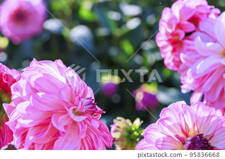 瑪米山公園達莉亞花園盛開 瑪米山公園達莉亞花園盛開 95836668