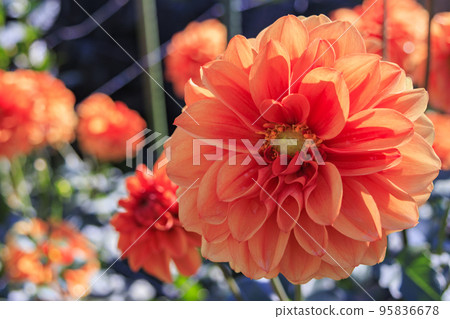 瑪米山公園達莉亞花園盛開 瑪米山公園達莉亞花園盛開 95836678
