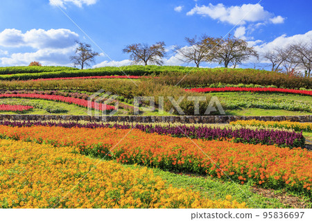 Umami Hill Park Cosmos in full bloom and autumn flowers 95836697
