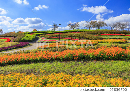 盛開秋花的鮮味山公園宇宙 95836700