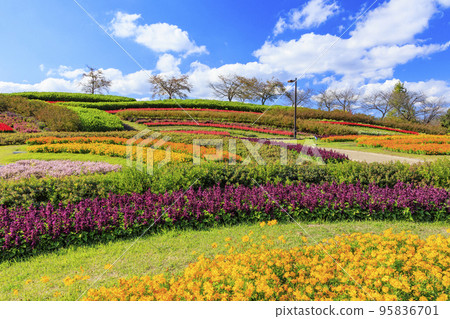 Umami Hill Park Cosmos in full bloom and autumn flowers Umami Hill Park Cosmos in full bloom and autumn flowers 95836701