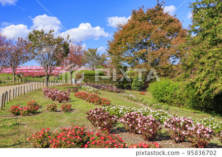 盛開秋花的鮮味山公園宇宙 95836702