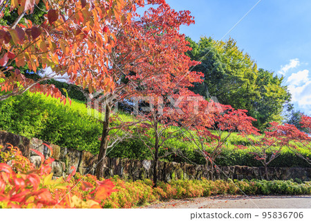 盛開秋花的鮮味山公園宇宙 95836706
