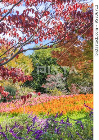 Umami Hill Park Cosmos in full bloom and autumn flowers 95836712