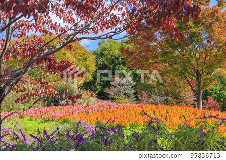 Umami Hill Park Cosmos in full bloom and autumn flowers 95836713