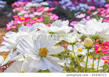 Umami Hill Park Cosmos in full bloom and autumn flowers 95836723