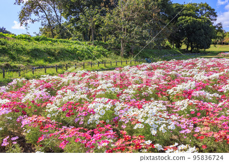 Umami Hill Park Cosmos in full bloom and autumn flowers 95836724