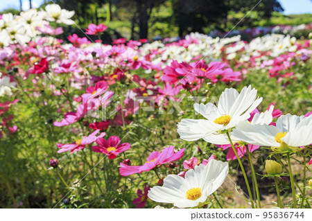 盛開秋花的鮮味山公園宇宙 盛開秋花的鮮味山公園宇宙 95836744
