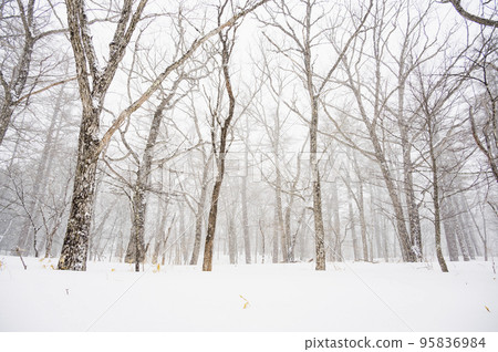 forest in snowfall 95836984