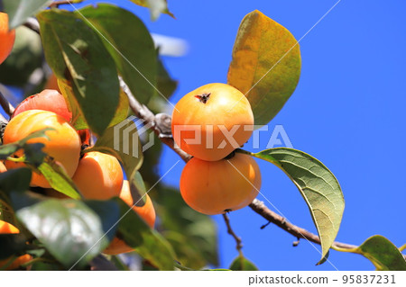 Persimmon fruit that is about to be harvested 95837231