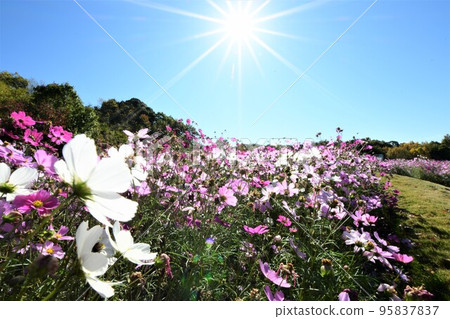 新開的吉卜力公園盛開的大波斯菊 新開的吉卜力公園盛開的大波斯菊 95837837