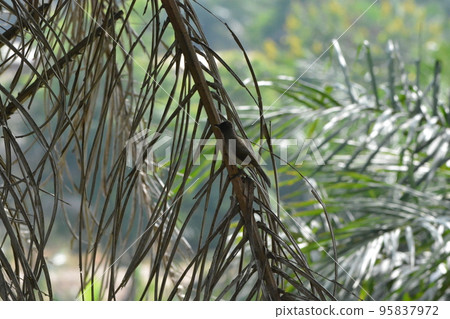 Africa brown fish Africa brown fish 95837972