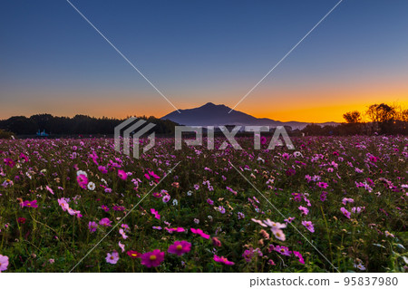 Tsukuba and cosmos from Kogaigawa Fureai Park at dawn Tsukuba and cosmos from Kogaigawa Fureai Park at dawn 95837980