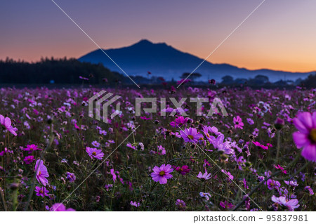 Tsukuba and cosmos from Kogaigawa Fureai Park at dawn Tsukuba and cosmos from Kogaigawa Fureai Park at dawn 95837981
