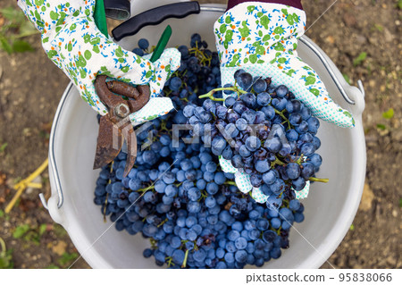 Farmer's Hands in gloves put red grapes into a bucket during wine harvest in italian Vineyard Farmer's Hands in gloves put red grapes into a bucket during wine harvest in italian Vineyard 95838066