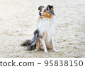 Collie. Sheltie. Dog. Stunning nice fluffy tricolor shetland sheepdog, dog outside portrait on a sunny summer day. Little puppy collie dog smiling outdoors on white sand. Sunlight. Summer 95838150