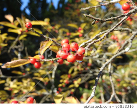 Ilex serrata fruit Ilex serrata fruit 95838316