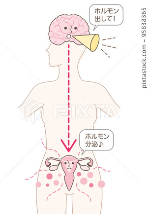 Commands hormone secretion from the brain to the uterus Commands hormone secretion from the brain to the uterus 95838365