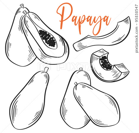 Papaya hand drawn engraving monochrome illustration Papaya hand drawn engraving monochrome illustration 95838547