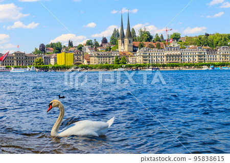 White swan swimming on Lake Lucerne in Lucerne, Switzerland White swan swimming on Lake Lucerne in Lucerne, Switzerland 95838615