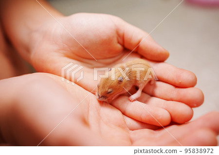 red baby hamster in the hands of a child. cute domestic rodents. red baby hamster in the hands of a child. cute domestic rodents. 95838972