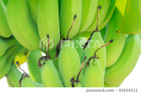 Closeup bunch of raw green cultivated bananas in the banana garden. Cultivated banana plantation. Tropical fruit farm. Herbal plant for treating diarrhea and gastritis. Agriculture farm. Organic food. 95839312