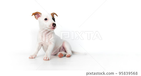jack russell terrier puppy on a white background. banner. place for inscription 95839568