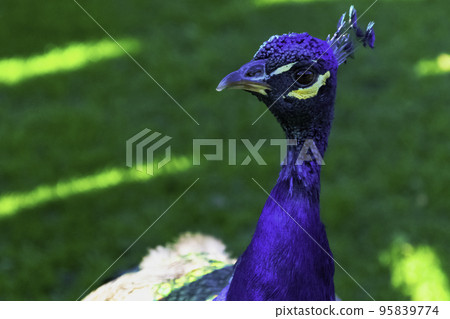 Wild peacock in British Park - Warwick, Warwickshire, United Kingdom Wild peacock in British Park - Warwick, Warwickshire, United Kingdom 95839774
