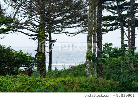 coastal pine forest with dwarf bamboo undergrowth on the Pacific coast, Kuril Islands coastal pine forest with dwarf bamboo undergrowth on the Pacific coast, Kuril Islands 95839901
