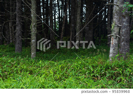 coastal forest with windbreak and dwarf bamboo undergrowth on the Pacific coast, Kuril Islands coastal forest with windbreak and dwarf bamboo undergrowth on the Pacific coast, Kuril Islands 95839968