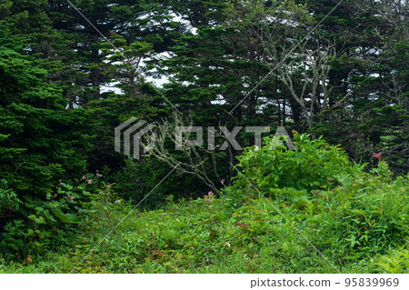 coastal forest with lush vegetation on the Pacific coast, Kuril Islands coastal forest with lush vegetation on the Pacific coast, Kuril Islands 95839969
