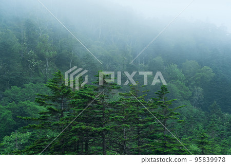 foggy mountain forest on the slope of the volcano on the island of Kunashir 95839978