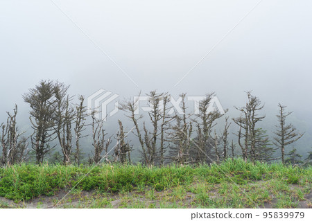 foggy coastal landscape with dwarf trees on the Pacific coast of the Kuril Islands 95839979