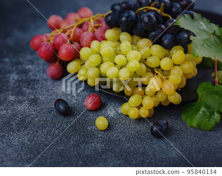 Vineyard Harvest in autumn season 95840134