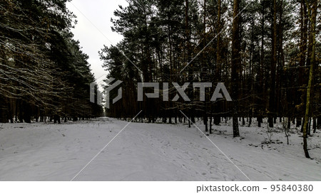 Winter in Kampinos National Park - Poland 95840380