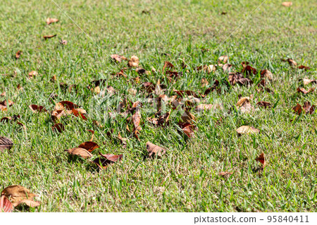 dead leaves on the grass 95840411
