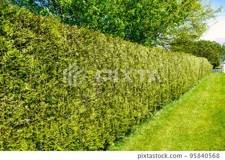 Long gree hedgerow along a street in front of residential house Long gree hedgerow along a street in front of residential house 95840568