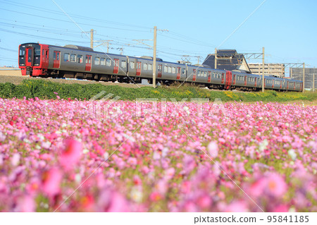 Cosmos in full bloom and 813 series train (JR Kyushu) 95841185