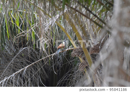 Senegalese Banken 95841186