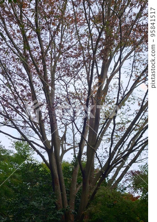 奧野公園的秋天 奧野公園的秋天 95841517