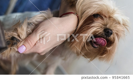 Yorkshire terrier gets nail cut at grooming pet salon close up 95841665